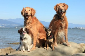 dog family